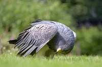 grijze arendbuizerd (Geranoaetus melanoleucus) 6-2016 1383